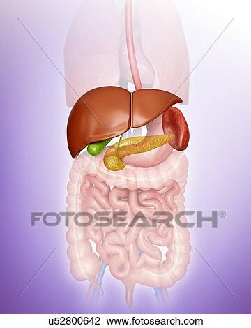 Drawing - Human internal organs, computer illustration.. Fotosearch