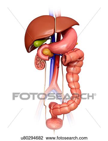 Human internal organs, computer illustration. View Large Illustration Drawing - Human internal organs, computer illustration.. Fotosearch