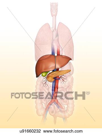Drawing - Human internal organs, computer illustration.. Fotosearch