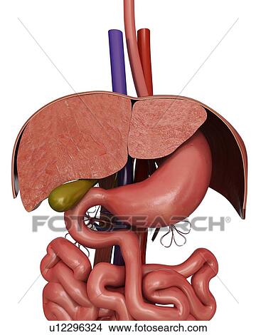 Human internal organs, computer illustration. View Large Illustration Stock Illustration - Human internal organs, computer illustration.. Fotosearch