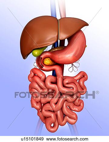 Stock Illustration - Human internal organs, computer illustration.. Fotosearch