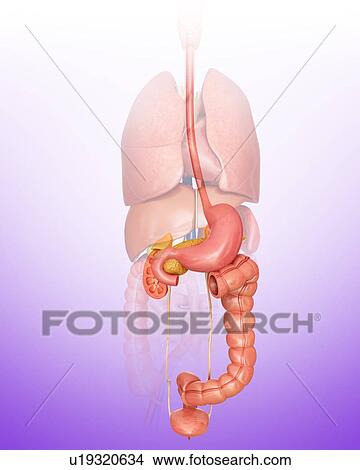 Human internal organs, computer illustration. View Large Illustration Stock Illustration - Human internal organs, computer illustration.. Fotosearch