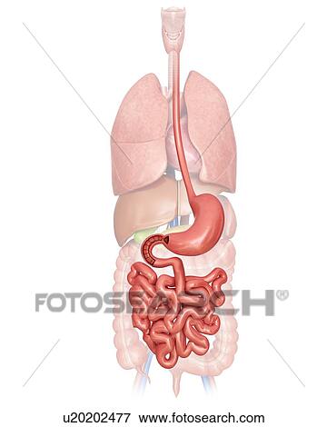 Stock Illustration - Human internal organs, computer illustration.. Fotosearch