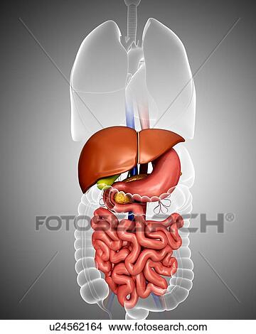 Stock Illustration - Human internal organs, computer illustration.. Fotosearch