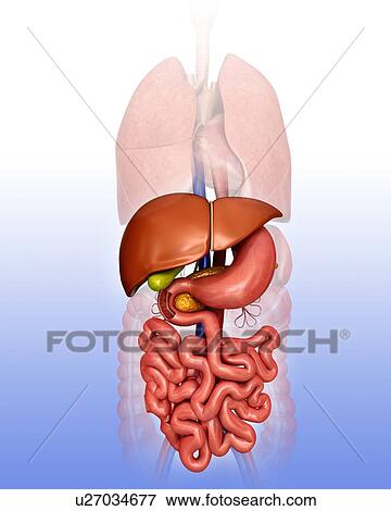Human internal organs, computer illustration. View Large Illustration Stock Illustration - Human internal organs, computer illustration.. Fotosearch
