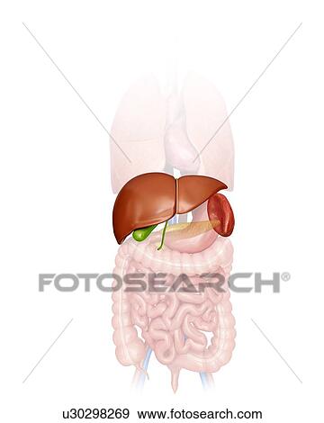 Stock Illustration - Human internal organs, computer illustration.. Fotosearch