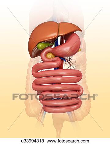 Human internal organs, computer illustration. View Large Illustration Stock Illustration - Human internal organs, computer illustration.. Fotosearch