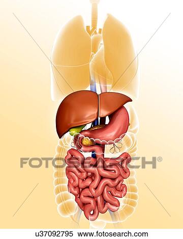 Stock Illustration - Human internal organs, computer illustration.. Fotosearch