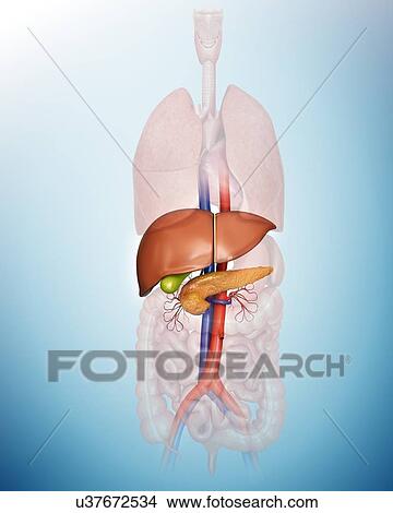Stock Illustration - Human internal organs, computer illustration.. Fotosearch