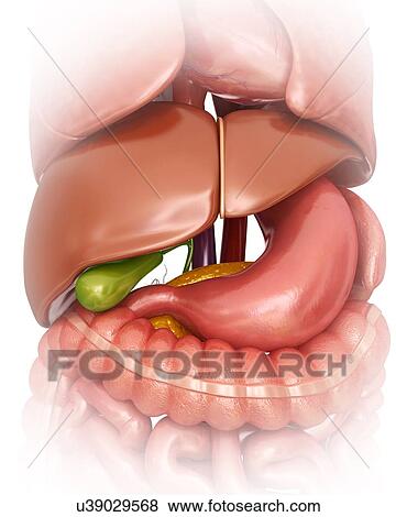 Stock Illustration - Human internal organs, computer illustration.. Fotosearch