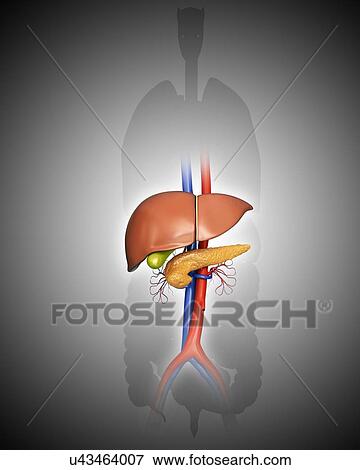 Stock Illustration - Human internal organs, computer illustration.. Fotosearch