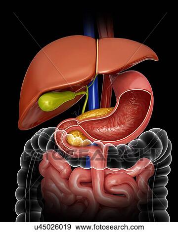 Stock Illustration - Human internal organs, computer illustration.. Fotosearch