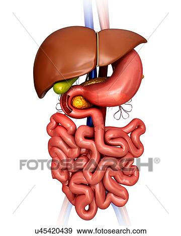 Human internal organs, computer illustration. View Large Illustration Stock Illustration - Human internal organs, computer illustration.. Fotosearch