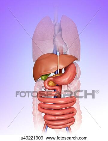 Stock Illustration - Human internal organs, computer illustration.. Fotosearch