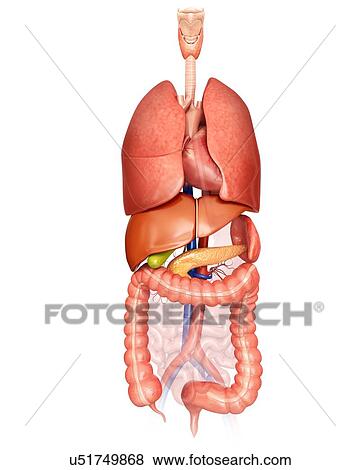 Human internal organs, computer illustration. View Large Illustration Stock Illustration - Human internal organs, computer illustration.. Fotosearch