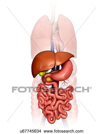 Stock Illustration - Human internal organs, computer illustration.. Fotosearch