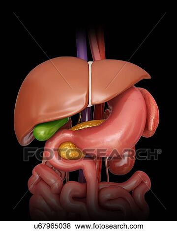 Stock Illustration - Human internal organs, computer illustration.. Fotosearch