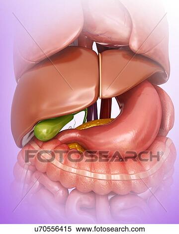 Stock Illustration - Human internal organs, computer illustration.. Fotosearch