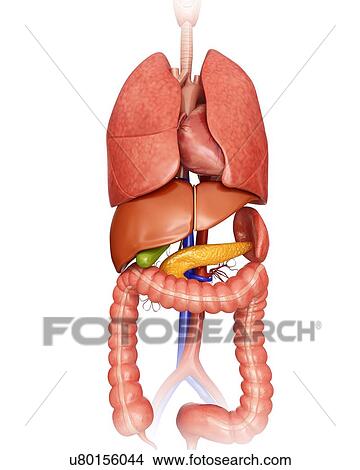 Stock Illustration - Human internal organs, computer illustration.. Fotosearch