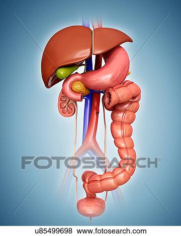 Stock Illustration - Human internal organs, computer illustration.. Fotosearch