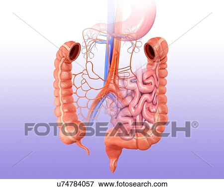 Human intestines and arteries, computer artwork. View Large Illustration Stock Illustration - Human intestines and arteries, computer artwork.. Fotosearch