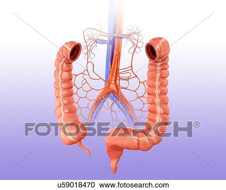 Clipart - Human intestines, arteries and veins, computer illustration.. Fotosearch