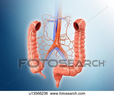 Stock Illustration - Human intestines, arteries and veins, computer illustration.. Fotosearch
