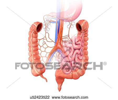 Human intestines, computer illustration. View Large Illustration Drawing - Human intestines, computer illustration.. Fotosearch