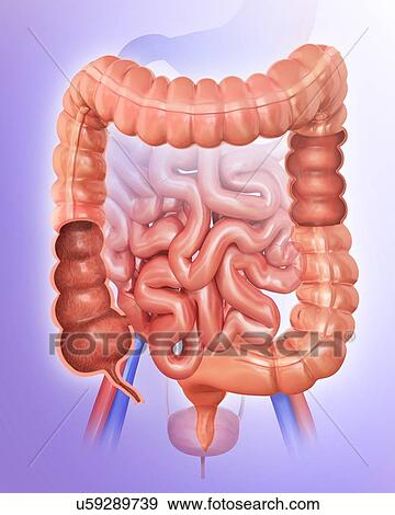 Stock Illustration - Human intestines, computer illustration.. Fotosearch