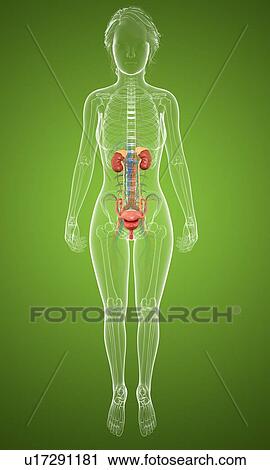 Human kidneys and bladder, computer artwork. View Large Illustration Clip Art - Human kidneys and bladder, computer artwork.. Fotosearch