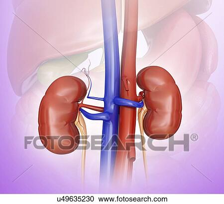 Human kidneys, computer artwork. View Large Illustration Clipart - Human kidneys, computer artwork.. Fotosearch
