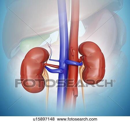 Stock Illustration - Human kidneys, computer artwork.. Fotosearch