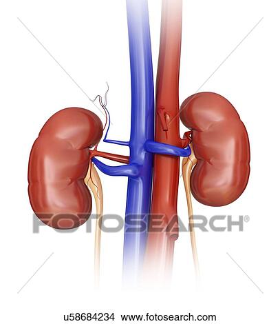 Stock Illustration - Human kidneys, computer artwork.. Fotosearch