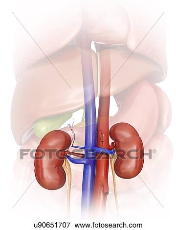 Human kidneys, computer artwork. View Large Illustration Stock Illustration - Human kidneys, computer artwork.. Fotosearch