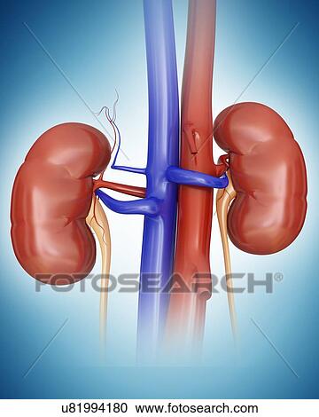 Clipart - Human kidneys, computer illustration.. Fotosearch