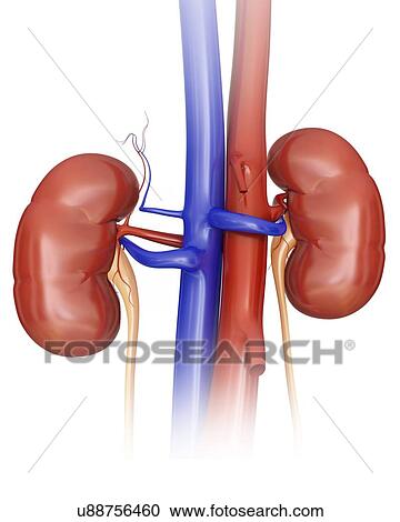 Clipart - Human kidneys, computer illustration.. Fotosearch