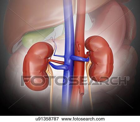 Human kidneys, computer illustration. View Large Illustration Stock Illustration - Human kidneys, computer illustration.. Fotosearch