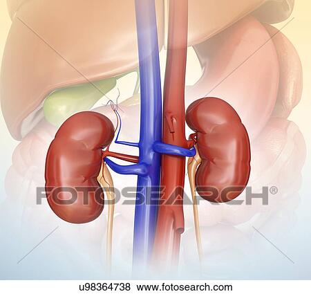 Human kidneys, computer illustration. View Large Illustration Stock Illustration - Human kidneys, computer illustration.. Fotosearch