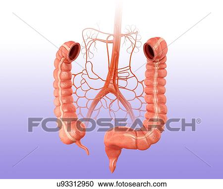 Human large intestine and arteries, computer artwork. View Large Illustration Clipart - Human large intestine and arteries, computer artwork.. Fotosearch