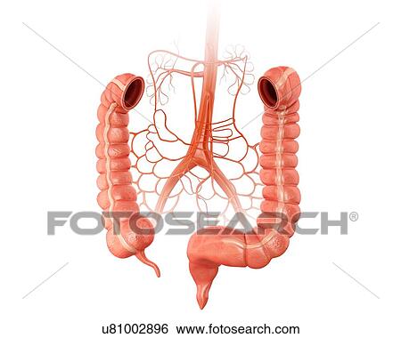 Human large intestine and arteries, computer artwork. View Large Illustration Stock Illustration - Human large intestine and arteries, computer artwork.. Fotosearch
