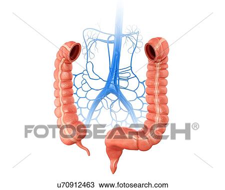 Human large intestine and veins, computer artwork. View Large Illustration Drawing - Human large intestine and veins, computer artwork.. Fotosearch