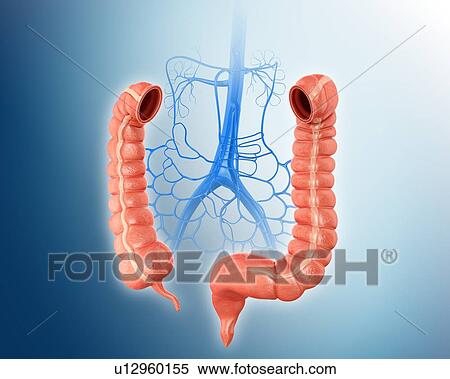 Human large intestine and veins, computer artwork. View Large Illustration Stock Illustration - Human large intestine and veins, computer artwork.. Fotosearch