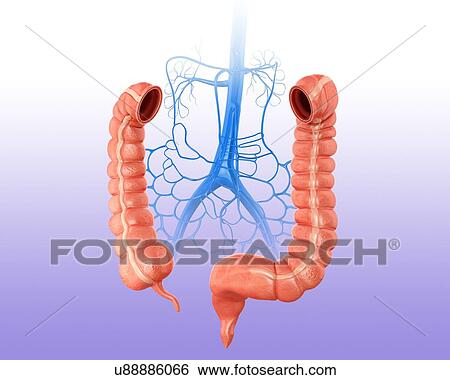 Human large intestine and veins, computer artwork. View Large Illustration Stock Illustration - Human large intestine and veins, computer artwork.. Fotosearch