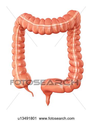Clip Art - Human large intestine, computer artwork.. Fotosearch
