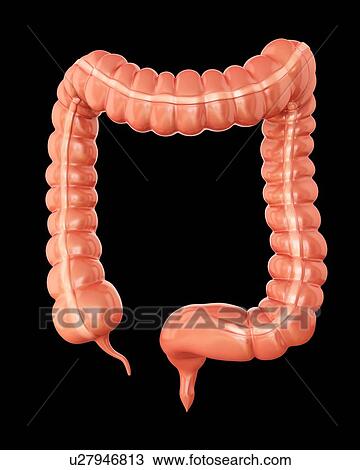 Drawing - Human large intestine, computer artwork.. Fotosearch