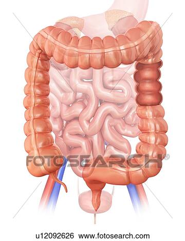 Human large intestine, computer artwork. View Large Illustration Stock Illustration - Human large intestine, computer artwork.. Fotosearch