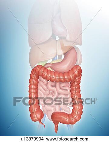 Stock Illustration - Human large intestine, computer artwork.. Fotosearch