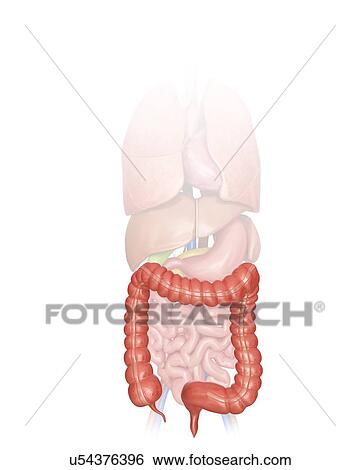 Human large intestine, computer artwork. View Large Illustration Stock Illustration - Human large intestine, computer artwork.. Fotosearch