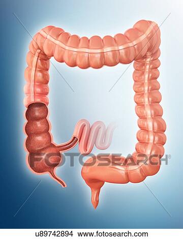 Human large intestine, computer artwork. View Large Illustration Stock Illustration - Human large intestine, computer artwork.. Fotosearch