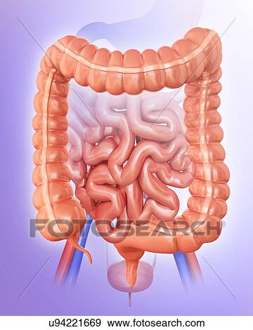 Stock Illustration - Human large intestine, computer artwork.. Fotosearch